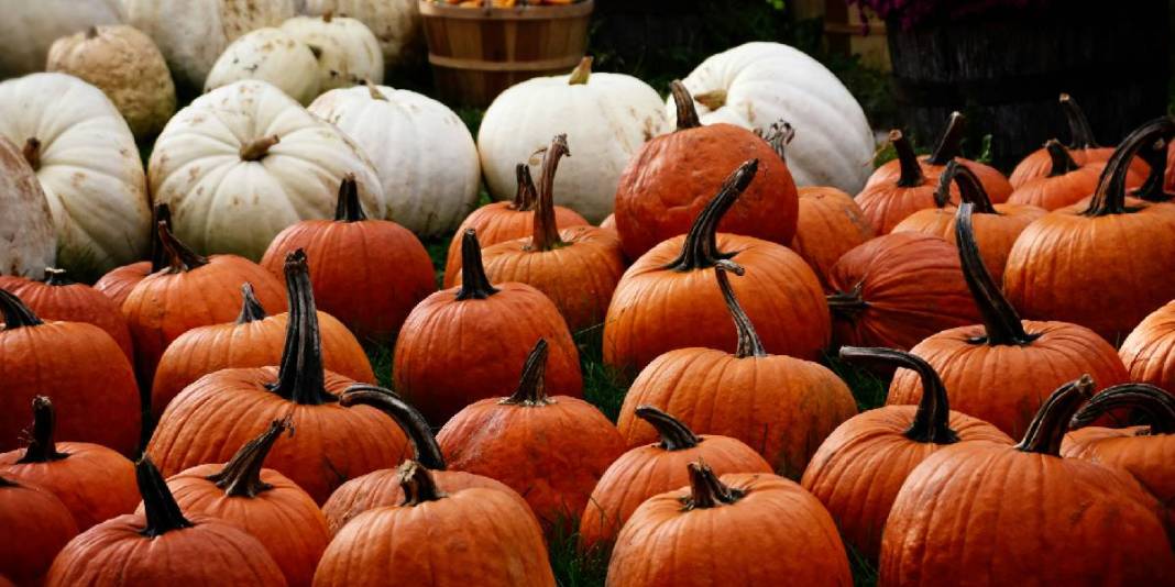 Kışın en faydalısı sütle karışınca şifa deposuna dönüyor! Antibiyotiğe gerek kalmayacak: Grip, soğuk algınlığı anında yok oluyor 3